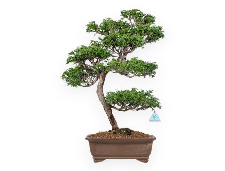 Chamaecyparis Obtusa - Faux Cyprès - 60 cm