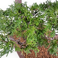 Chamaecyparis Obtusa - Faux Cyprès - 60 cm
