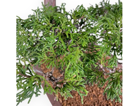 Chamaecyparis Obtusa Sekka - False Cypress - 60 cm