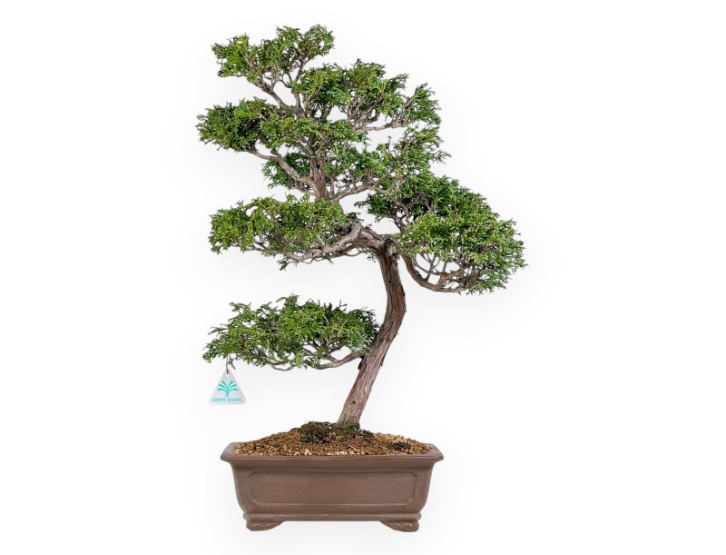 Chamaecyparis Obtusa - Faux Cyprès - 60 cm