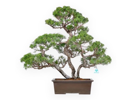 Juniperus Chinensis - Enebro - 60 cm