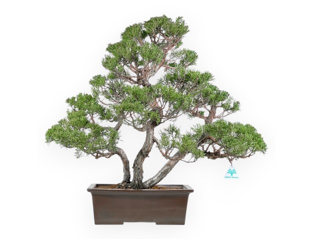 Juniperus Chinensis - Enebro - 60 cm