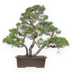 Juniperus Chinensis - Ginepro - 60 cm