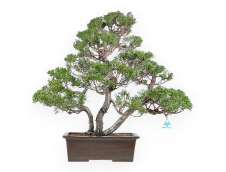 Juniperus Chinensis - Wacholder - 60 cm