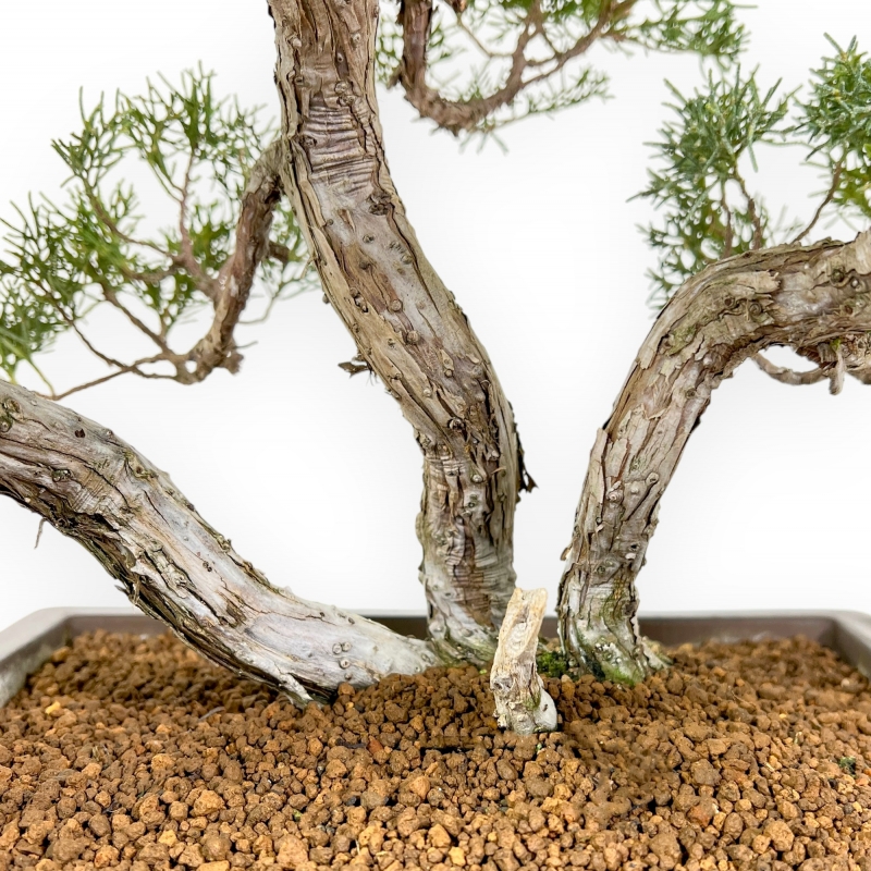 Juniperus Chinensis - Enebro - 60 cm