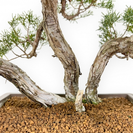 Juniperus Chinensis - Enebro - 60 cm