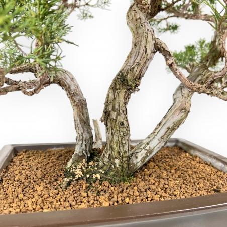 Juniperus Chinensis - Ginepro - 60 cm