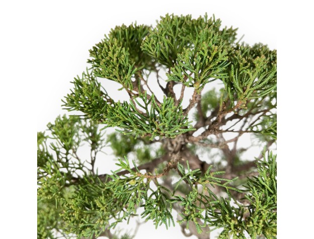 Juniperus Chinensis - Enebro - 60 cm 2