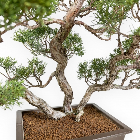 Juniperus Chinensis - Genévrier - 60 cm
