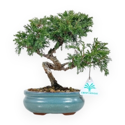 Juniperus Chinensis Itoigawa - Enebro - de 20 a 28 cm