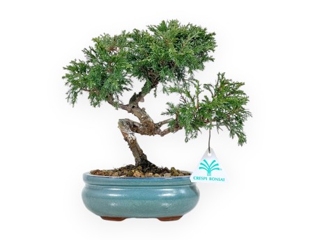 Juniperus Chinensis Itoigawa - Enebro - de 20 a 28 cm