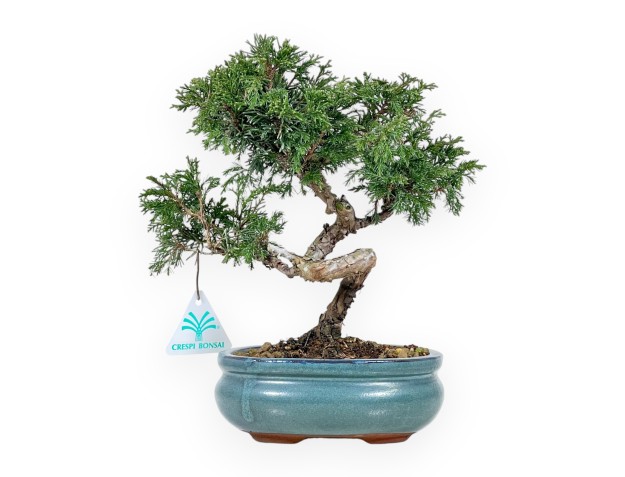 Juniperus Chinensis Itoigawa - Ginepro - da 20 a 28 cm 2