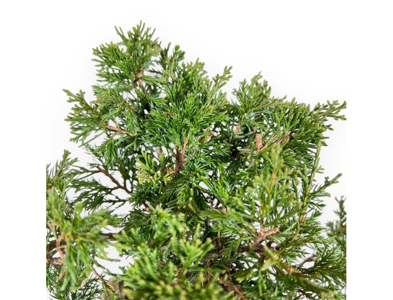 Juniperus Chinensis Itoigawa - Juniper - from 20 to 28 cm