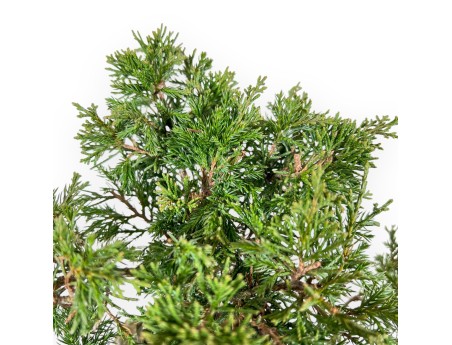 Juniperus Chinensis Itoigawa - Ginepro - da 20 a 28 cm