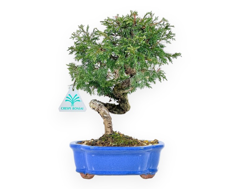 Juniperus Chinensis Itoigawa - Wacholder - von 20 bis 28 cm