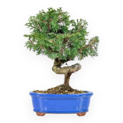 Juniperus Chinensis Itoigawa - Enebro - de 20 a 28 cm