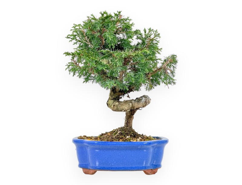 Juniperus Chinensis Itoigawa - Juniper - van 20 tot 28 cm