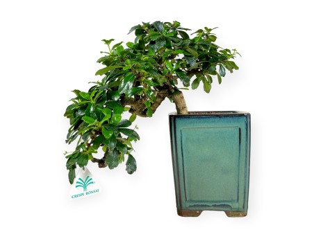 Carmona - Tea tree - 33 cm