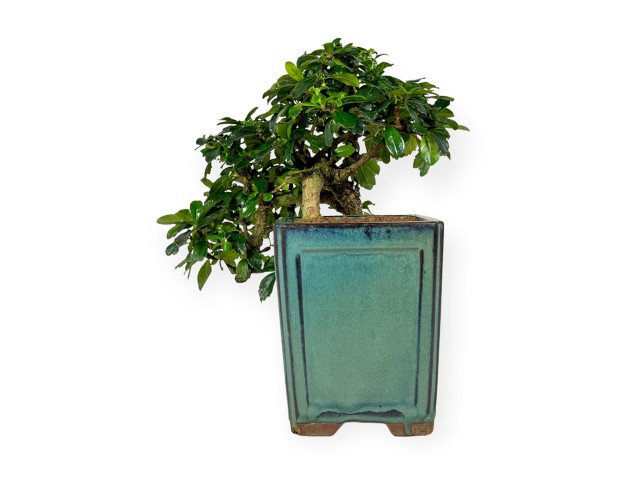 Carmona - Arbre à thé - 33 cm 2