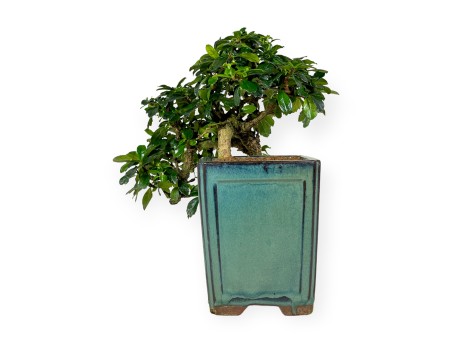 Carmona - Tea tree - 33 cm