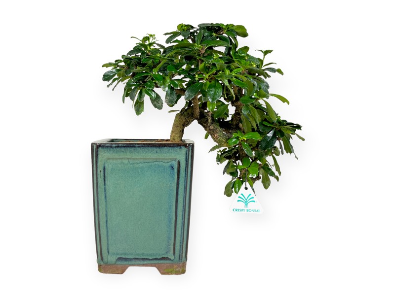 Carmona - Tea tree - 33 cm