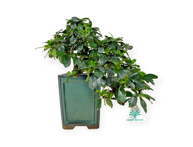 Carmona - Arbre à thé - 33 cm