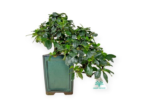 Carmona - Arbre à thé - 33 cm