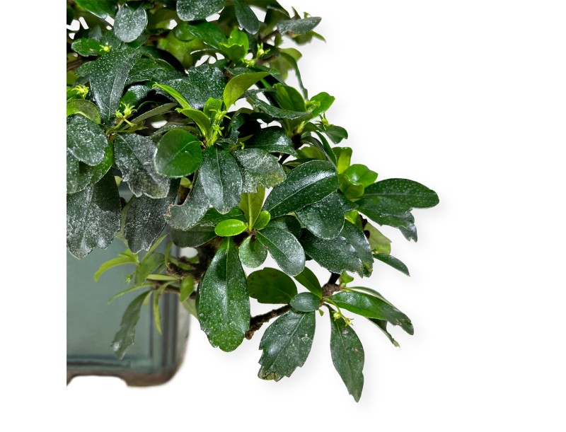 Carmona - Tea tree - 33 cm