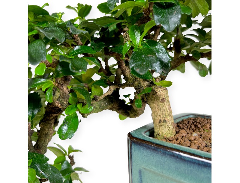 Carmona - Tea tree - 33 cm