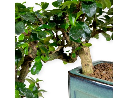 Carmona - Arbre à thé - 33 cm