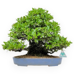 Pyracantha - 35 cm