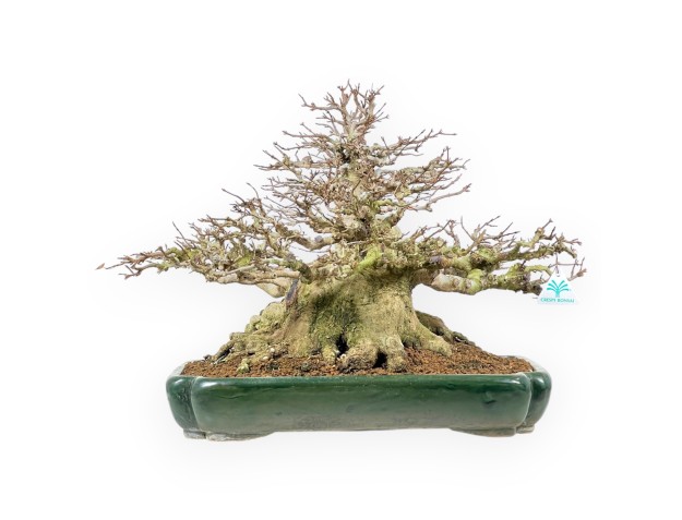 Acer Buergerianum - Maple - 44 cm