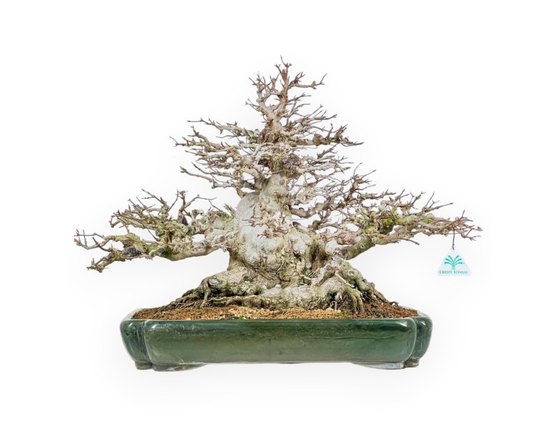 Acer Buergerianum - Maple - 44 cm