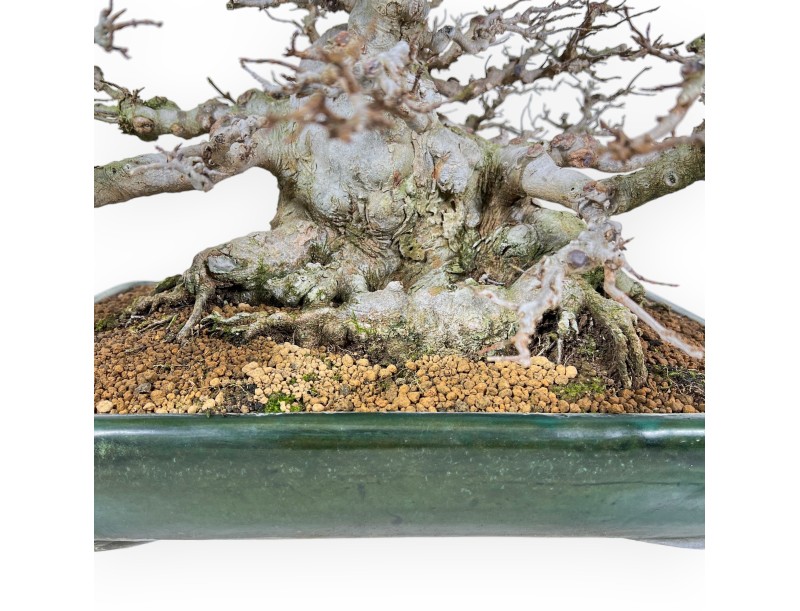 Acer Buergerianum - Acero - 44 cm