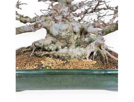 Acer Buergerianum - Acero - 44 cm