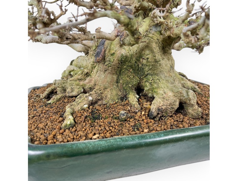 Acer Buergerianum - Maple - 44 cm