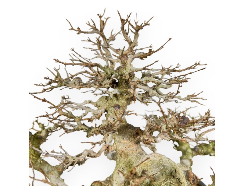 Acer Buergerianum - Acero - 44 cm