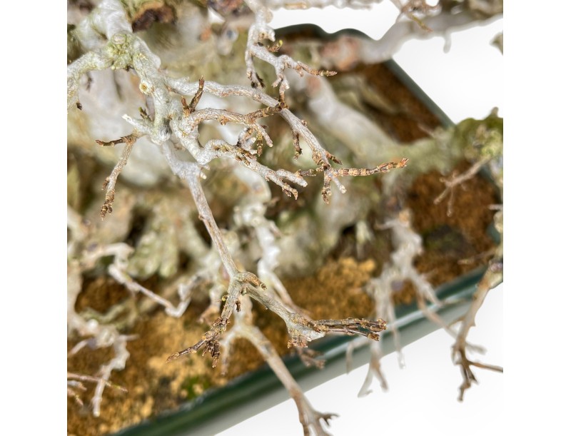 Acer Buergerianum - Acero - 44 cm