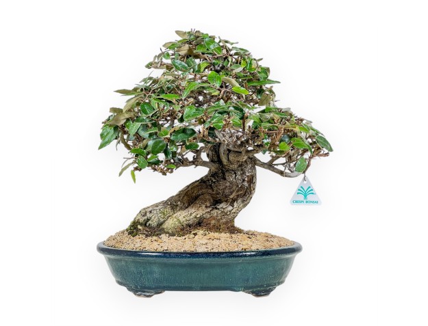 Elaeagnus Pungens - Olivo Pungente - 41 cm