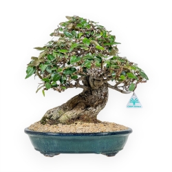 Elaeagnus Pungens - Stekelige Olijf - 41 cm