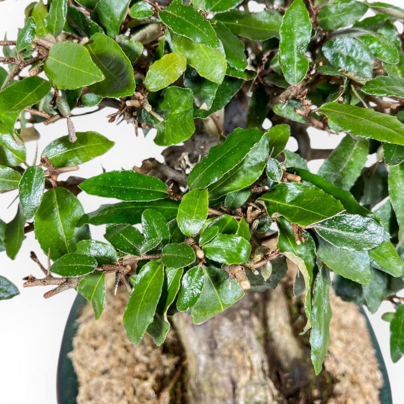 Elaeagnus Pungens - Stekelige Olijf - 41 cm