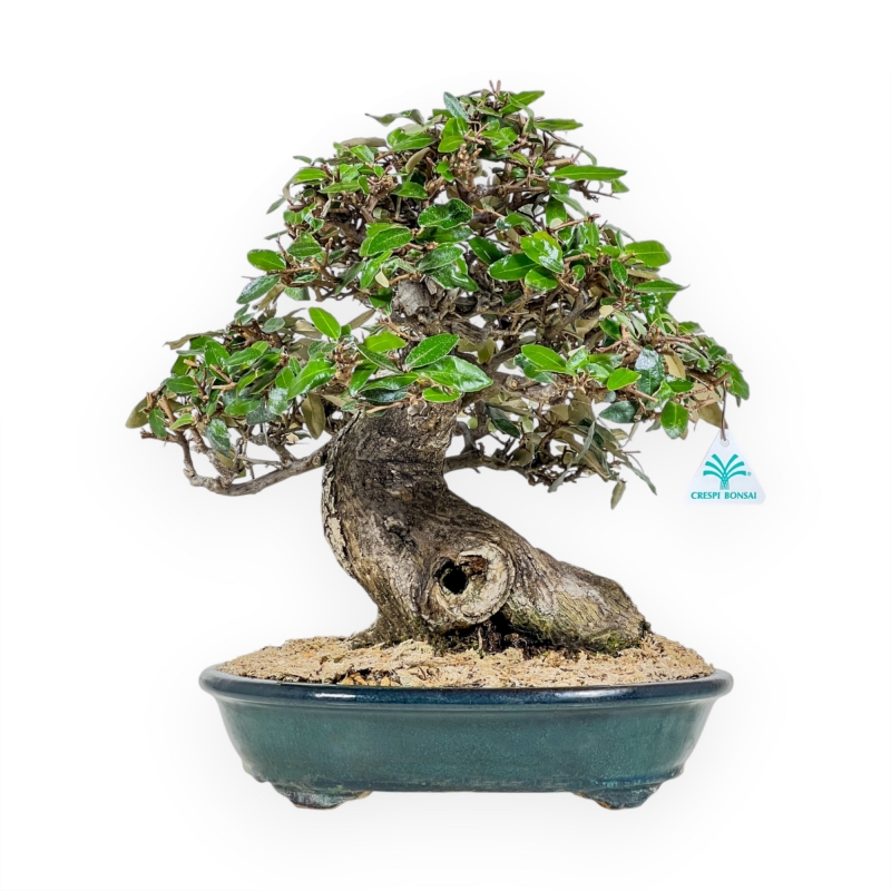 Elaeagnus Pungens - Stekelige Olijf - 41 cm