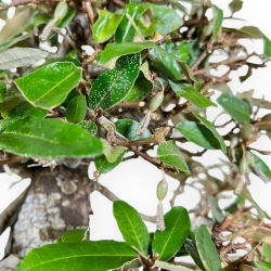 Elaeagnus Pungens - Stekelige Olijf - 41 cm