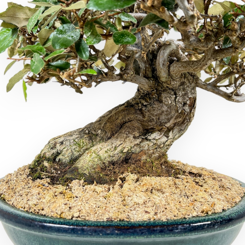 Elaeagnus Pungens - Stekelige Olijf - 41 cm