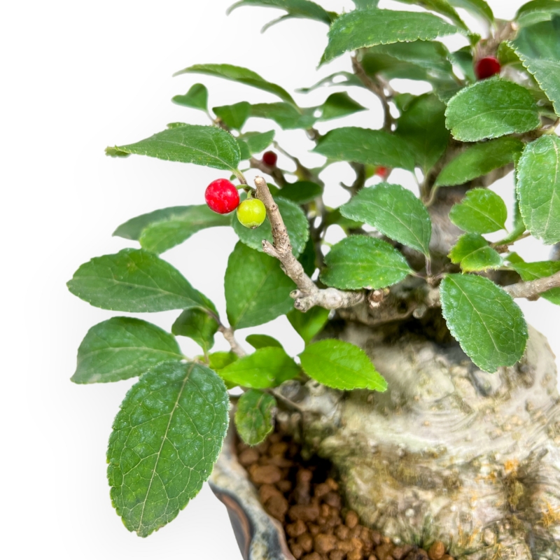 Ilex Serrata Subtilis - Agrifoglio - 16 cm
