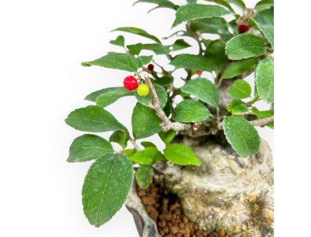 Ilex Serrata Subtilis - Agrifoglio - 16 cm