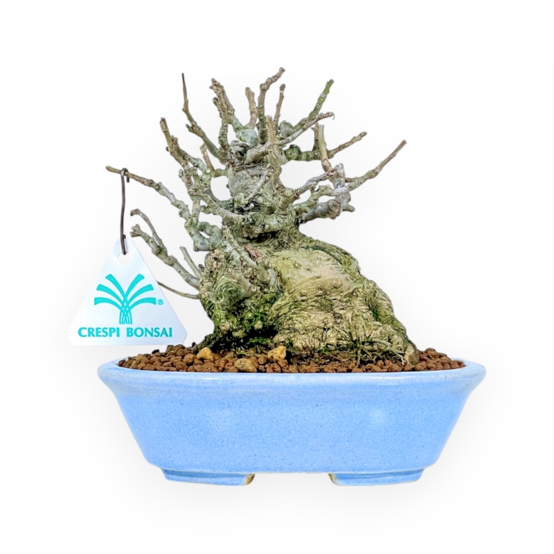 Ilex Serrata Subtilis - Agrifoglio - 16 cm