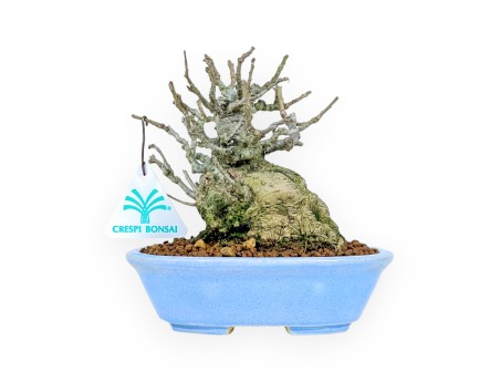 Ilex Serrata Subtilis - Agrifoglio - 16 cm