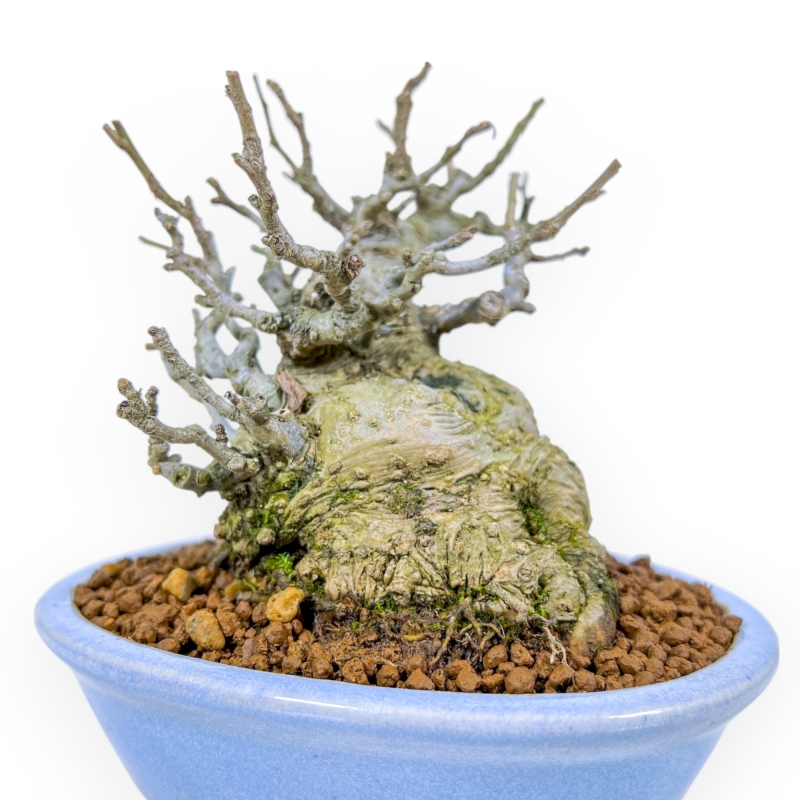 Ilex Serrata Subtilis - Agrifoglio - 16 cm