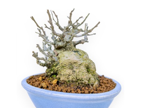 Ilex Serrata Subtilis - Holly - 16 cm